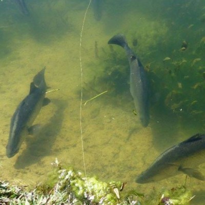 3 barramundi fish on the water