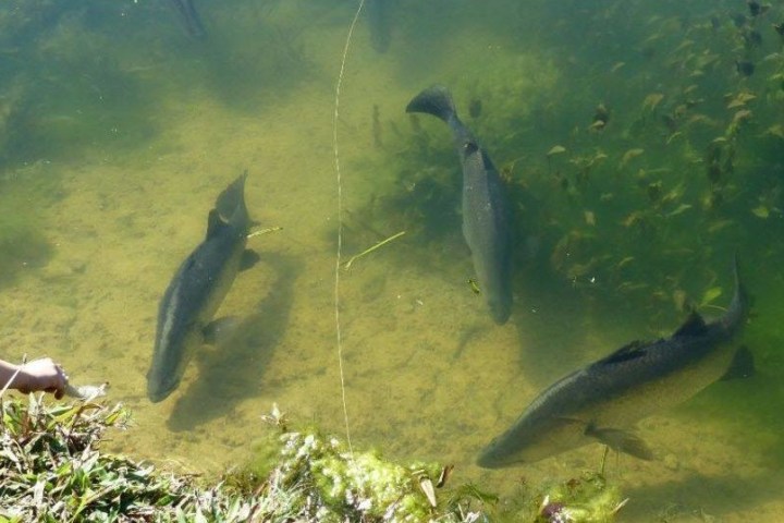 3 barramundi fish on the water