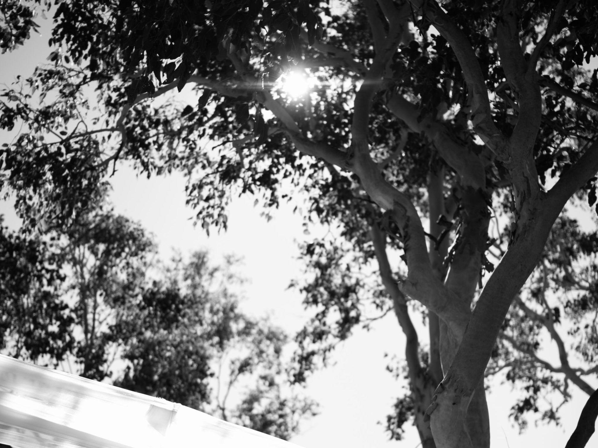 a close up of a tree